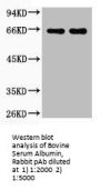 BSA Antibody