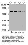 ALB Antibody