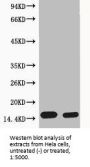 Phospho-Histone H4 (Ser1) Antibody