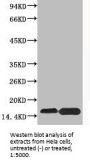 Phospho-Histone H4 (Ser47) Antibody