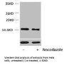 Phospho-Histone H4 (Thr80) Antibody