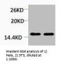 Di-Methyl-Histone H4 (Lys20) Antibody