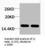 Tri-Methyl-Histone H4 (Lys20) Antibody