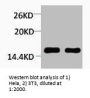 Tri-Methyl-Histone H4 (Lys59) Antibody