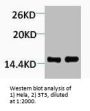 Mono-Methyl-Histone H4 (Lys79) Antibody