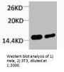 Di-Methyl-Histone H4 (Lys79) Antibody