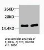 Tri-Methyl-Histone H4 (Lys79) Antibody