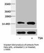 Acetyl-Histone H4 (Lys12) Antibody