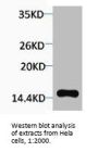 Phospho-Histone H2A.X (Thr120) Antibody