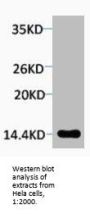 Phospho-Histone H2A.X (Ser139) Antibody