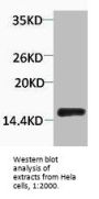 Phospho-Histone H2A.X (Tyr142) Antibody