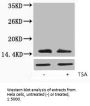 Acetyl-Histone H2A.X (Lys5) Antibody
