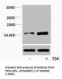 Acetyl-Histone H4 (Lys16) Antibody
