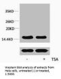 Acetyl-Histone H4 (Lys91) Antibody