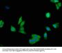 LDHA Antibody