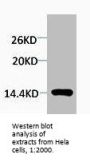Mono-Methyl-Histone H4 (Arg3) Antibody