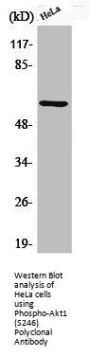 Phospho-AKT1 (S246) Antibody