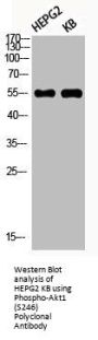 Phospho-AKT1 (S246) Antibody