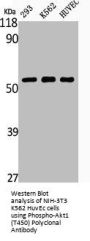 Phospho-AKT1 (T450) Antibody