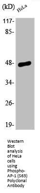 Phospho-JUN (S63) Antibody