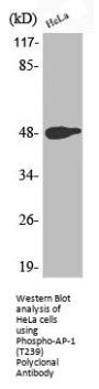 Phospho-JUN (T239) Antibody