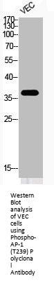 Phospho-JUN (T239) Antibody