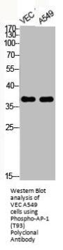 Phospho-JUN (T93) Antibody