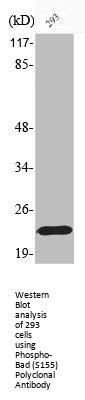 Phospho-BAD (S155) Antibody