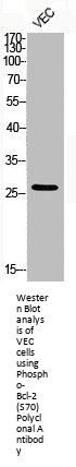 Phospho-BCL2 (S70) Antibody