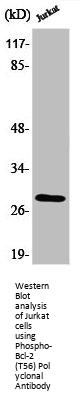 Phospho-BCL2 (T56) Antibody