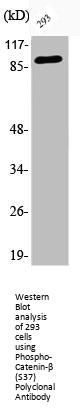 Phospho-CTNNB1 (S37) Antibody