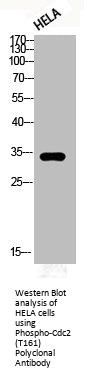 Phospho-CDK1 (T161) Antibody