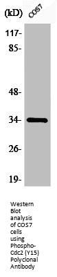 Phospho-CDK1 (Y15) Antibody
