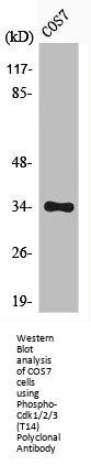 Phospho-CDK1/CDK2/CDK3 (T14) Antibody