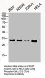 Phospho-CDK1/CDK2/CDK3 (T14) Antibody