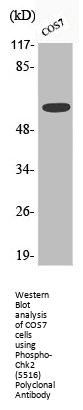 Phospho-CHEK2 (S516) Antibody