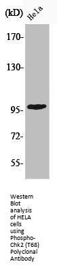 Phospho-CHEK2 (T68) Antibody