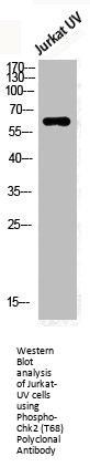 Phospho-CHEK2 (T68) Antibody