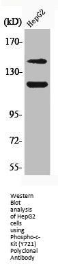 Phospho-KIT (Y721) Antibody