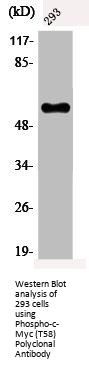 Phospho-MYC (T58) Antibody