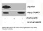 Phospho-MYC (T58) Antibody
