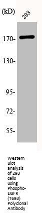Phospho-EGFR (T693) Antibody