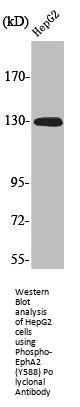 Phospho-EPHA2 (Y588) Antibody