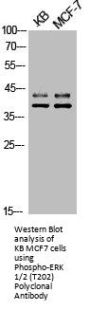 Phospho-MAPK3/MAPK1 (T202) Antibody