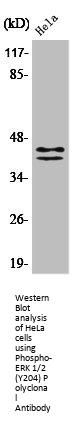 Phospho-MAPK3/MAPK1 (Y204) Antibody