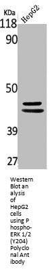 Phospho-MAPK3/MAPK1 (Y204) Antibody