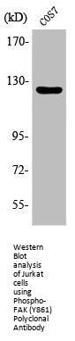 Phospho-PTK2 (Y861) Antibody