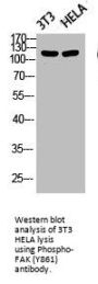 Phospho-PTK2 (Y861) Antibody
