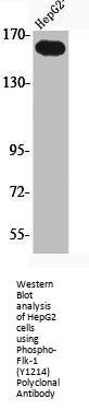 Phospho-KDR (Y1214) Antibody
