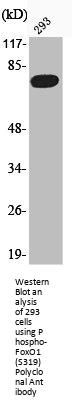 Phospho-FOXO1 (S319) Antibody